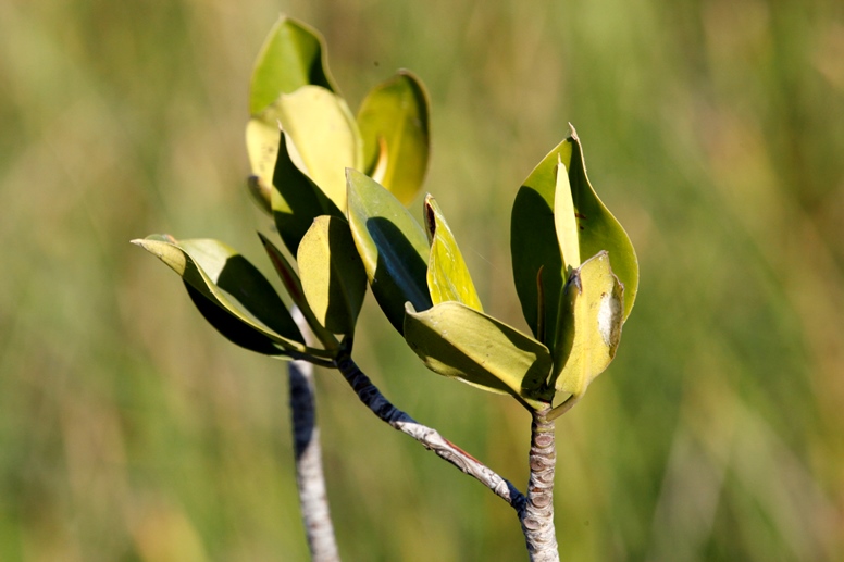 mangrove